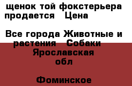 щенок той-фокстерьера продается › Цена ­ 25 000 - Все города Животные и растения » Собаки   . Ярославская обл.,Фоминское с.